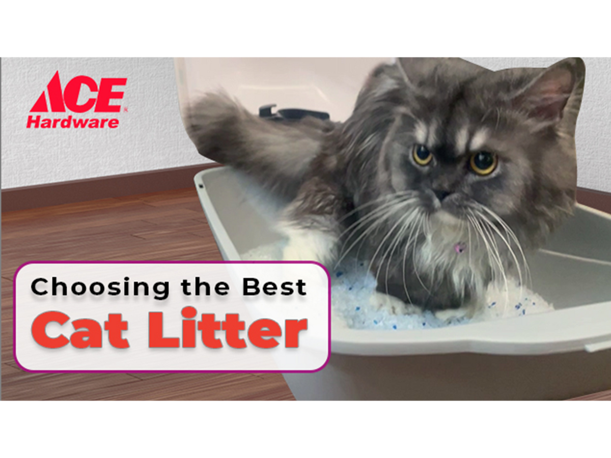 Choosing The Best Cat Litter Ahpi 3041