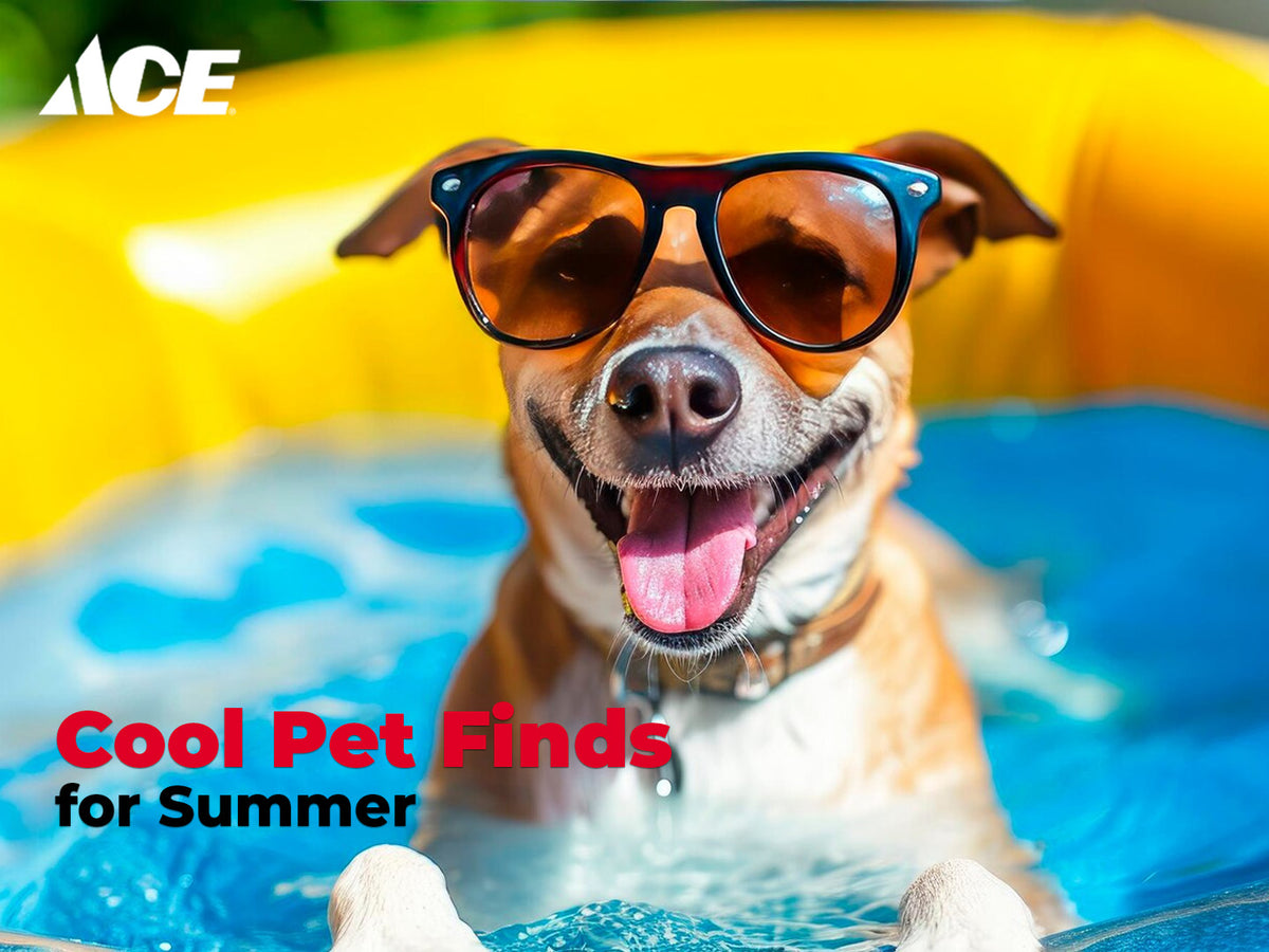 Cool Pet Finds For Summer – Ahpi